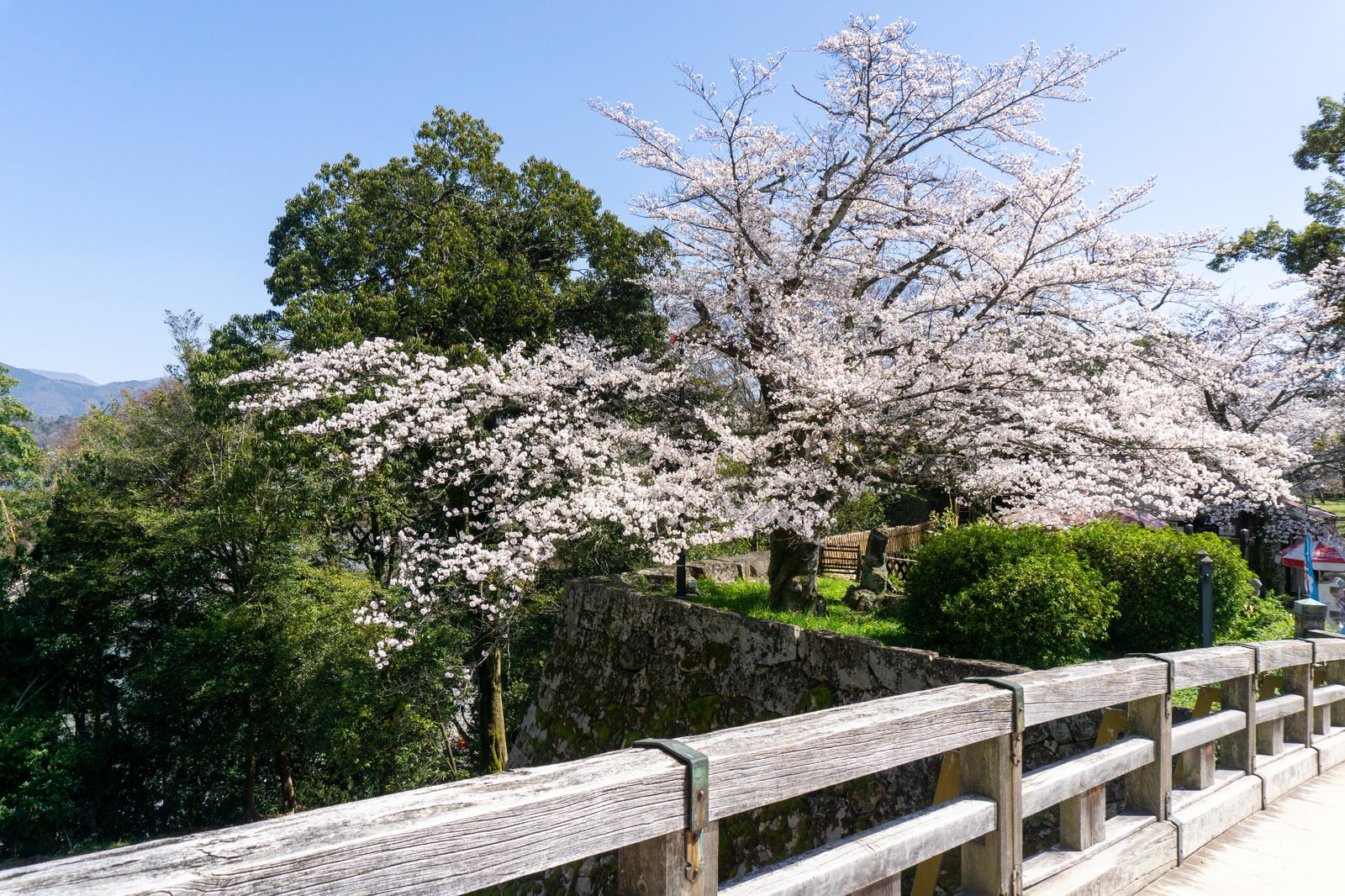 「彦根城廊下橋から見る鐘の丸石垣上に咲く桜」の写真