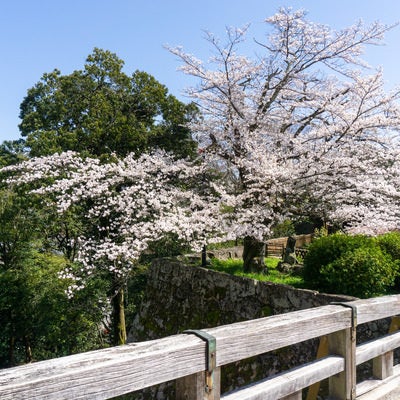 彦根城廊下橋から見る鐘の丸石垣上に咲く桜の写真
