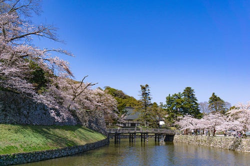 桜に囲まれた内堀にかかる表門橋の写真