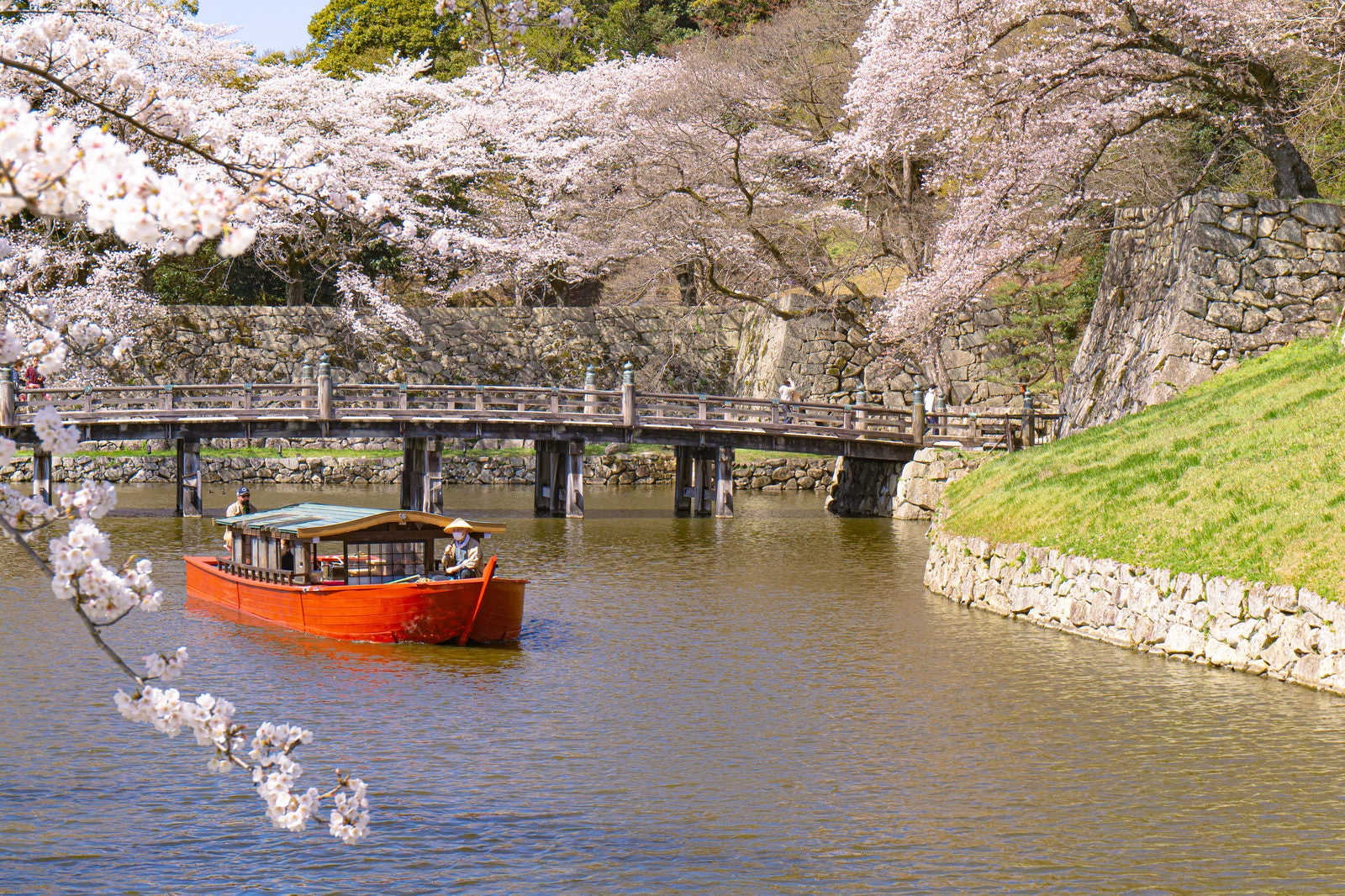 「桜に包まれる彦根城の大手門橋と内堀をすすむ屋形船」の写真