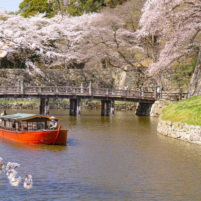 桜に包まれる彦根城の大手門橋と内堀をすすむ屋形船の写真