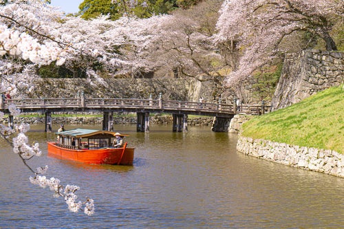 桜に包まれる彦根城の大手門橋と内堀をすすむ屋形船の写真