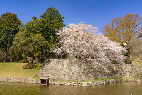 彦根城内堀沿いの石垣上の桜と亀の小屋の写真