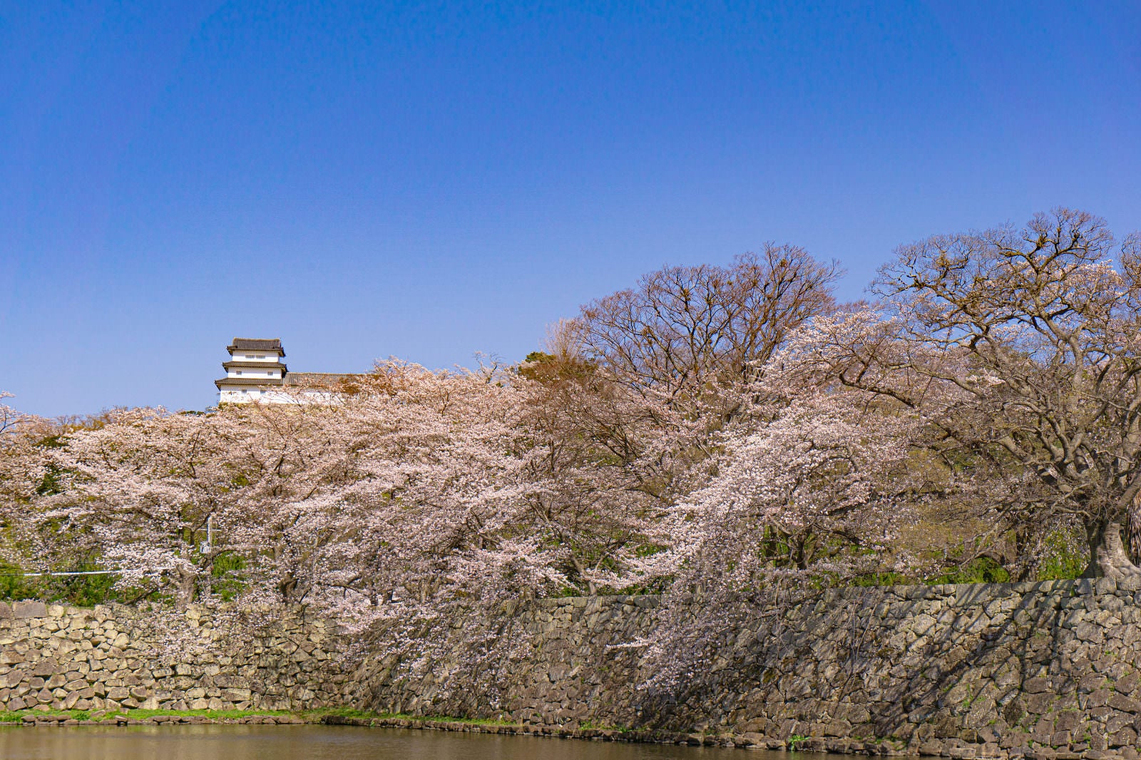 「中堀を彩る桜とその上に見える西の丸三重櫓」の写真