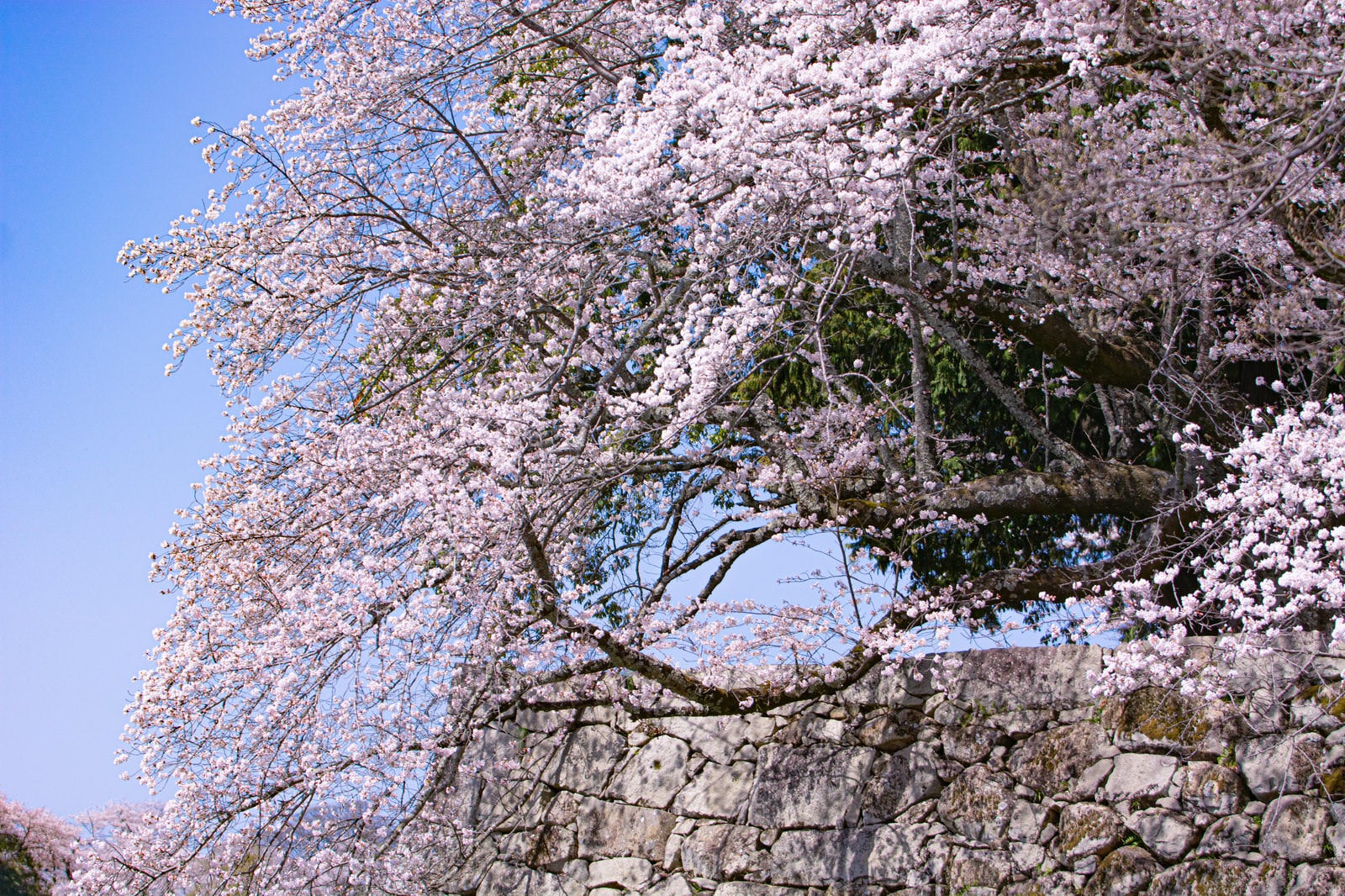 「石垣からあふれるように咲く桜」の写真