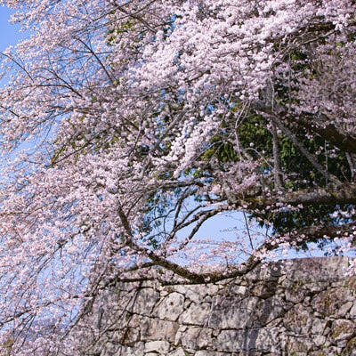 石垣からあふれるように咲く桜の写真