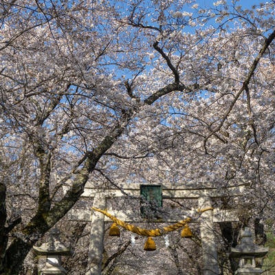 桜に囲まれて建つ石の鳥居の写真