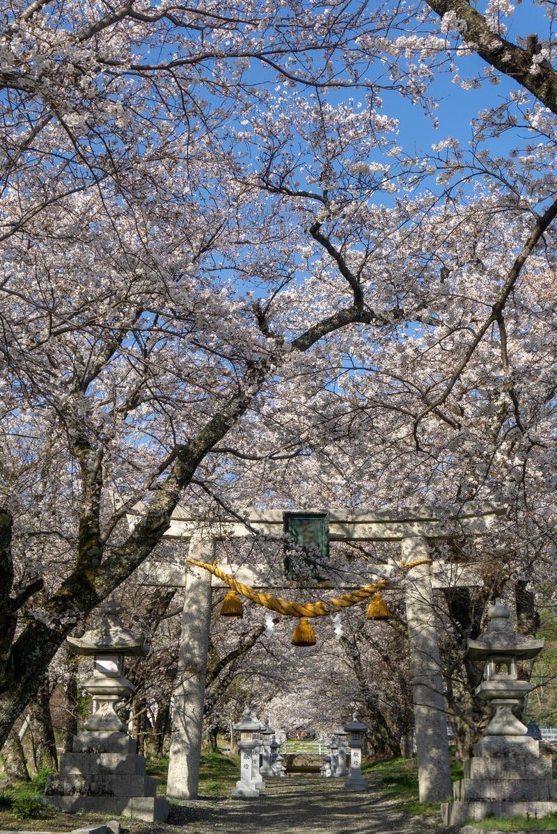 「桜に囲まれて建つ石の鳥居」の写真