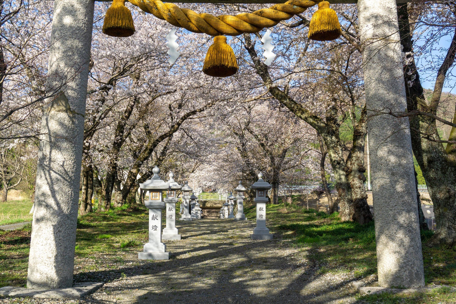 「石の鳥居越しに見る桜に囲まれた参道」の写真