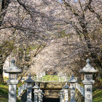 桜と道路下をくぐってゆく参道の写真