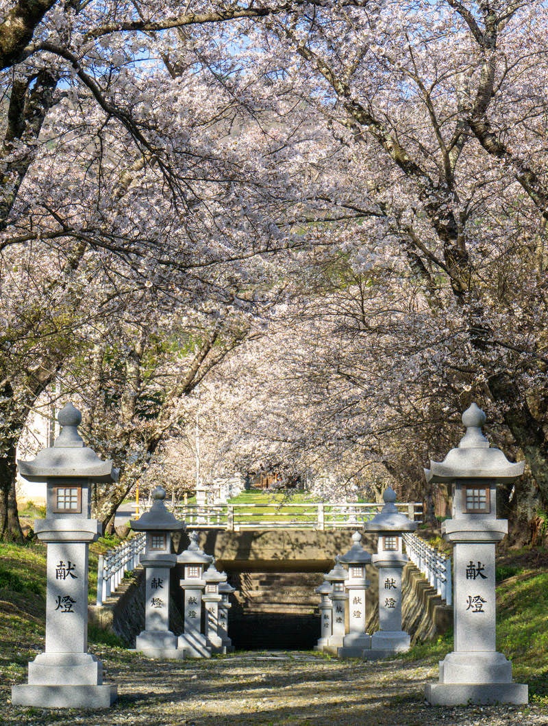 桜が満開の参道に建つ献燈と石橋