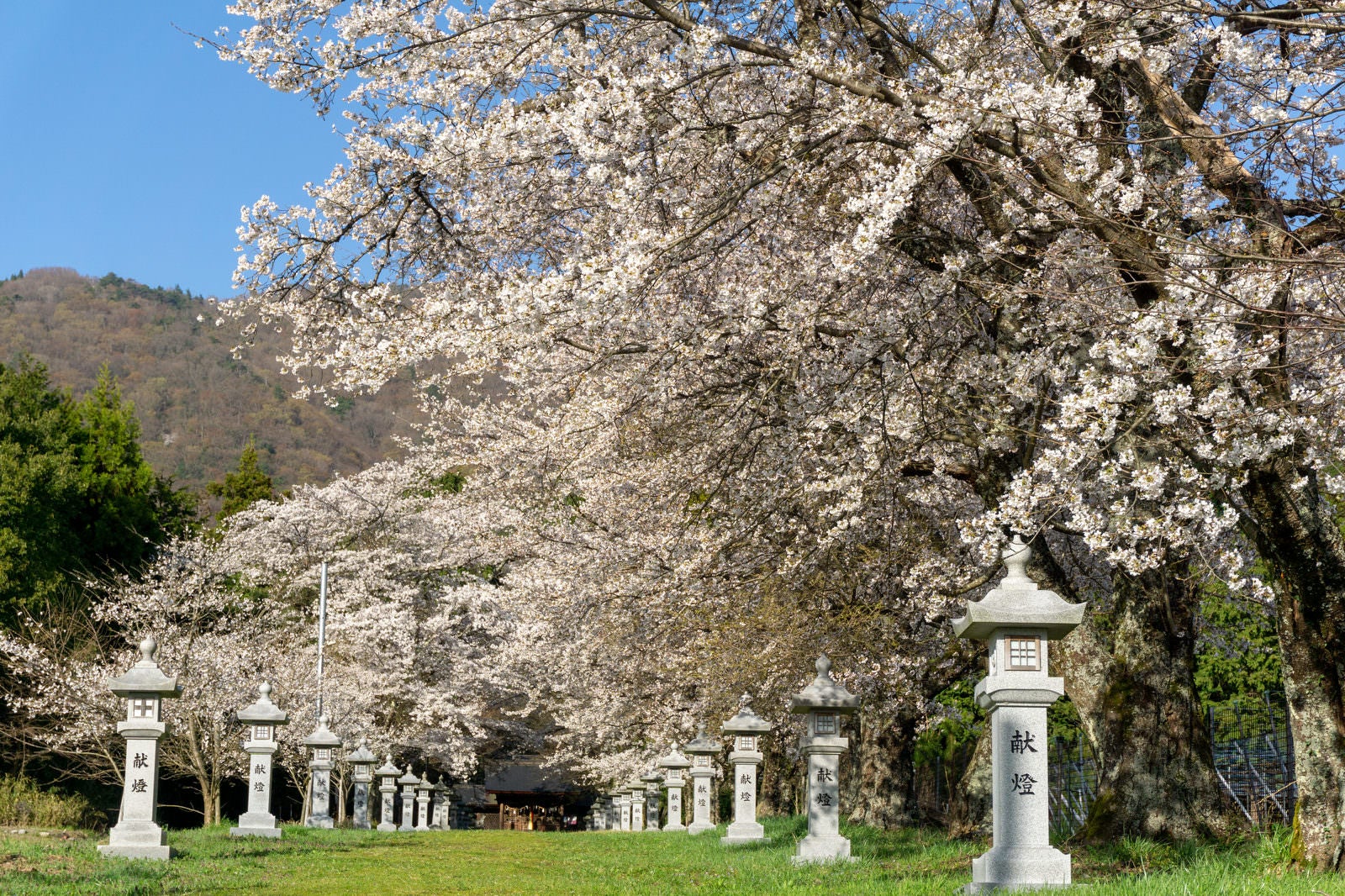 春の参道に並ぶ献燈と背後の満開の桜。青空の下で撮影