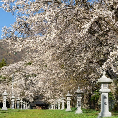 青空の下、桜と石灯籠に囲まれて歩く参道の写真