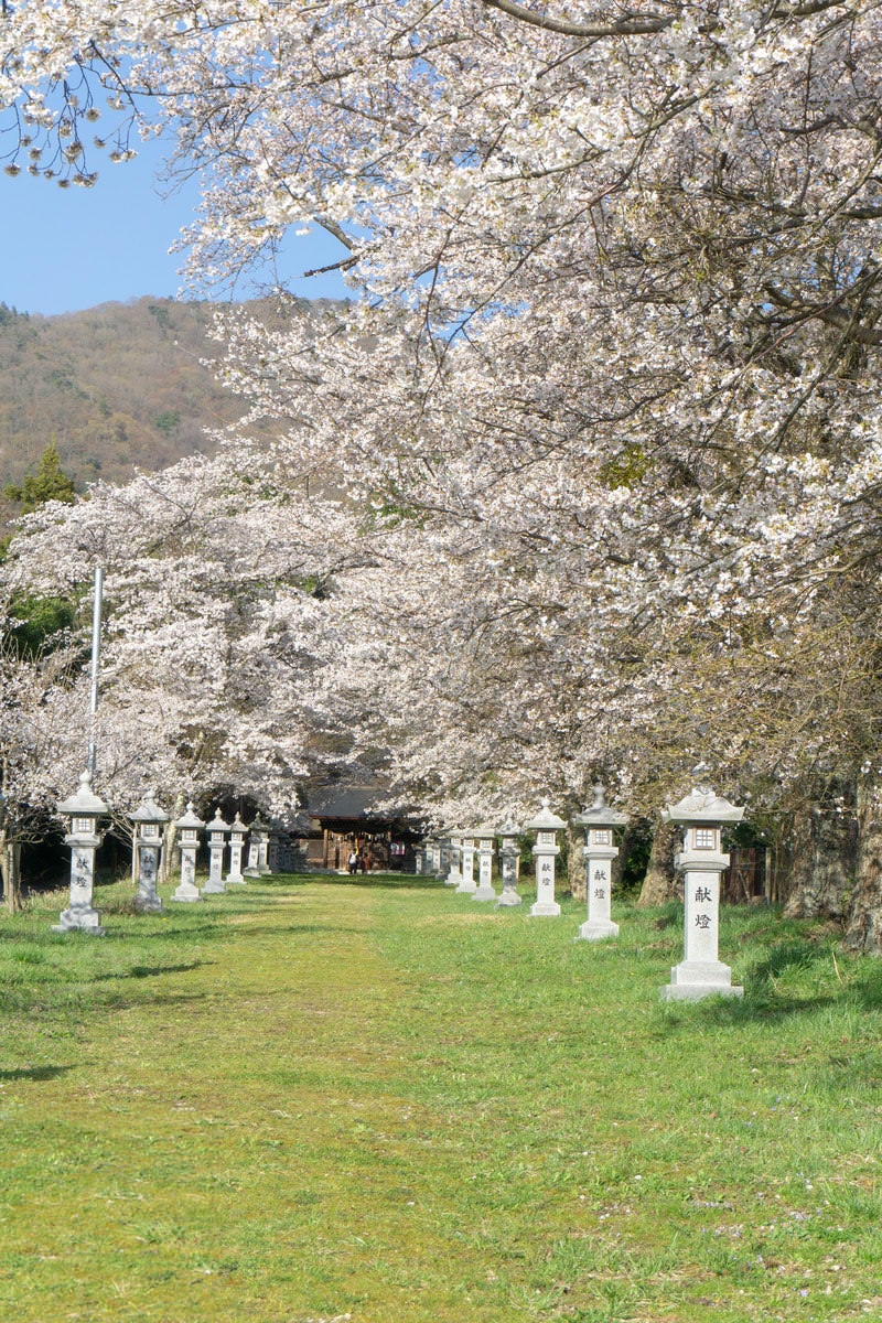 「桜と石灯籠に導かれてゆく柔らかな緑の参道」の写真