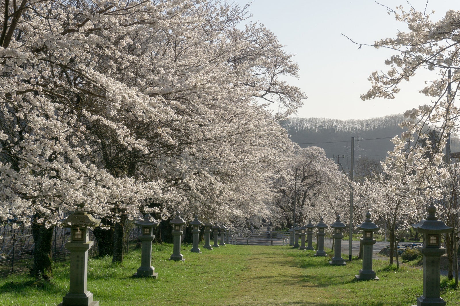 「山間の集落にある小さな神社の石灯籠が続く桜の参道」の写真