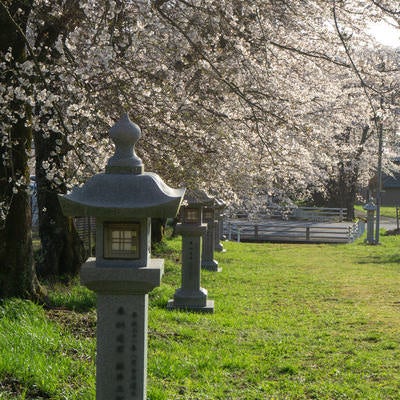 西日を浴びて輝く桜と奉納された石灯籠の写真