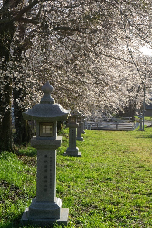 西日を浴びて輝く桜と奉納された石灯籠の写真