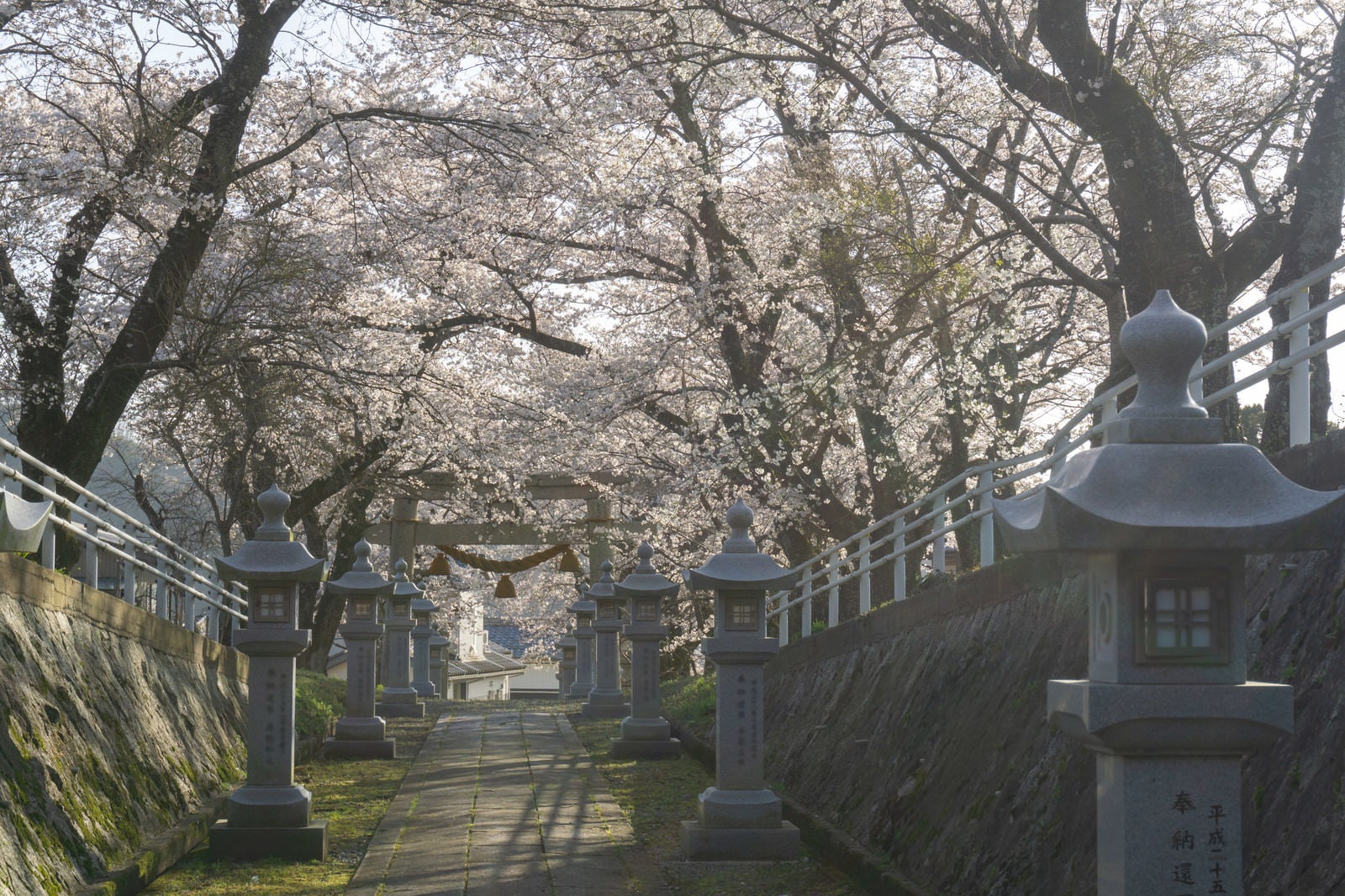 「西日に透ける桜と鳥居」の写真