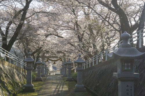 西日に透ける桜と鳥居の写真
