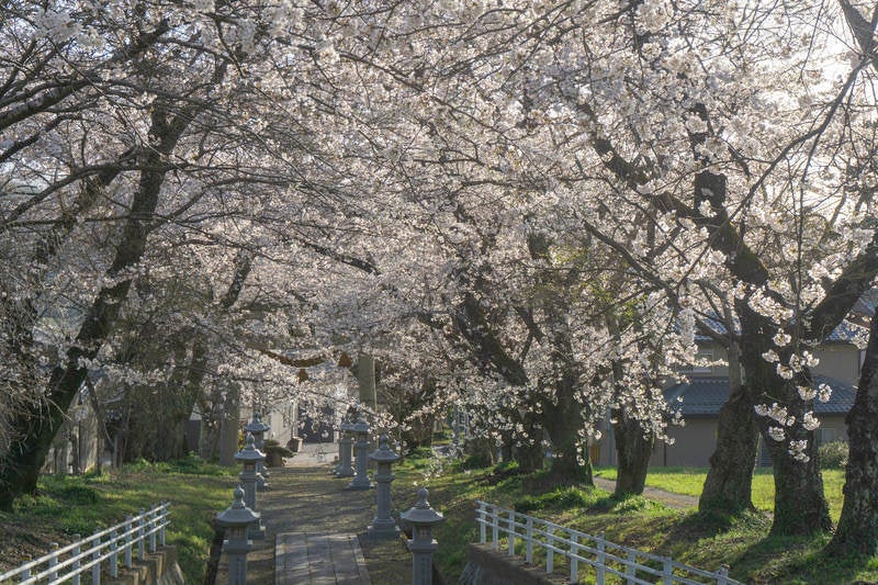 上を通過する道路から見下ろした桜の参道と桜に囲まれた鳥居の写真