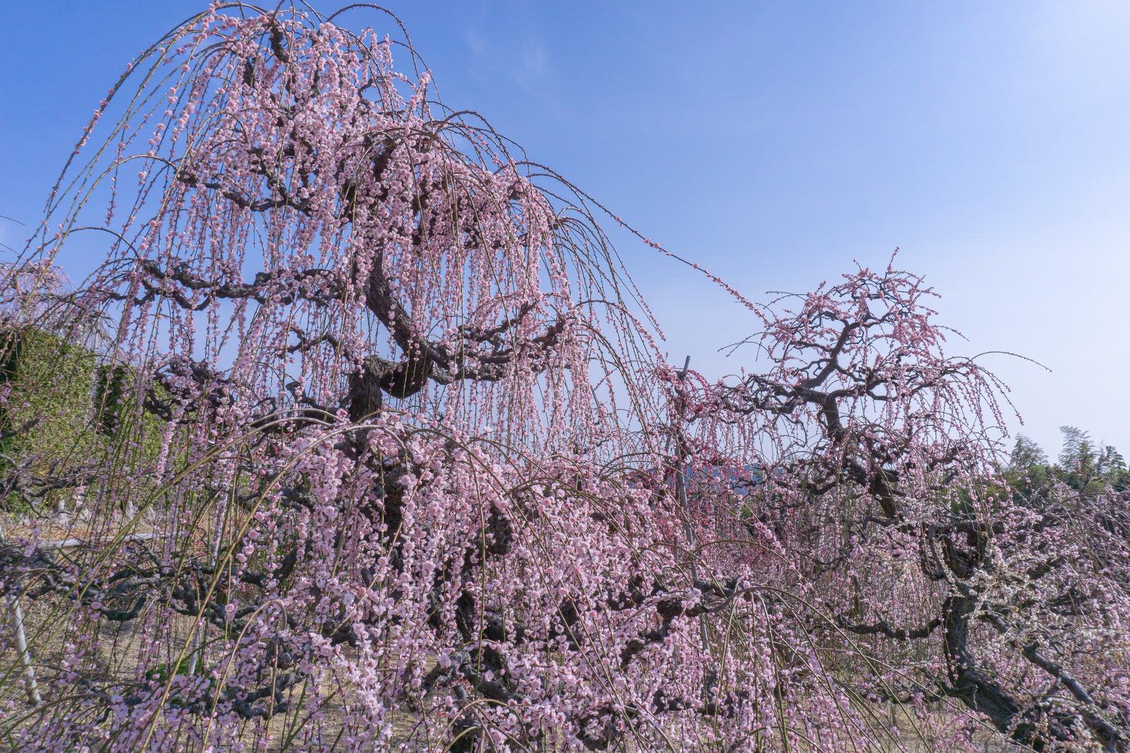 「見頃を迎えた淡いピンクの枝垂れ梅」の写真