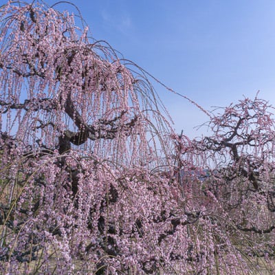 見頃を迎えた淡いピンクの枝垂れ梅の写真
