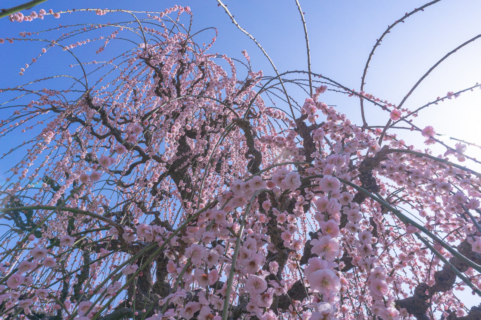 「樹下から見上げる見頃の枝垂れ梅」の写真