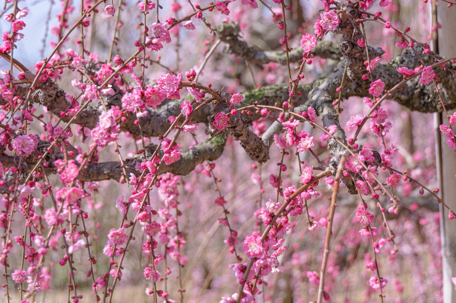 「可憐なピンク色の花を咲かせる枝垂れ梅」の写真
