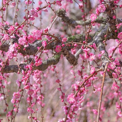 可憐なピンク色の花を咲かせる枝垂れ梅の写真