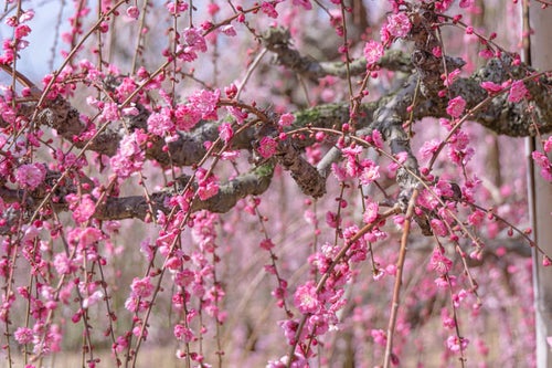 可憐なピンク色の花を咲かせる枝垂れ梅の写真