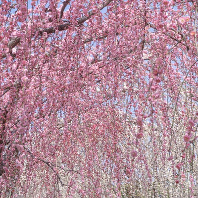 頭上に降り注ぐような花を楽しめる枝垂れ梅のトンネルの写真