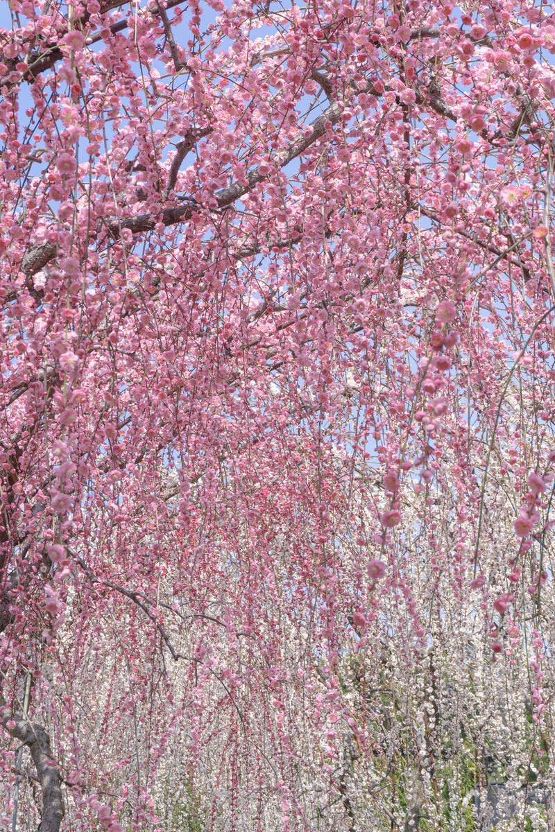 頭上に降り注ぐような花を楽しめる枝垂れ梅のトンネルの写真