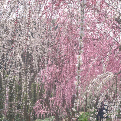 春の日差しと美しい花が降り注ぐ枝垂れ梅のトンネルの写真
