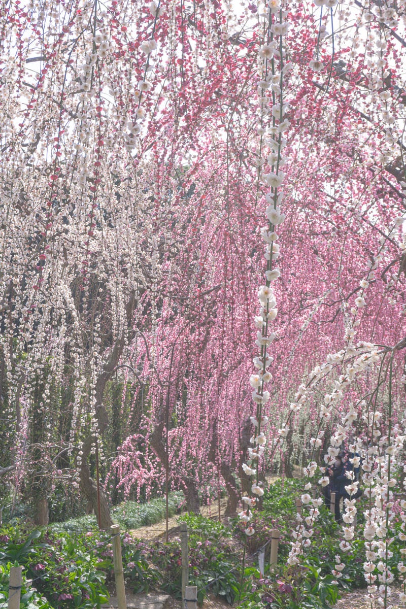 「春の日差しと美しい花が降り注ぐ枝垂れ梅のトンネル」の写真