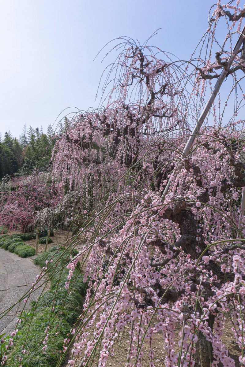 「枝垂れ梅を楽しみながら歩く歩道」の写真