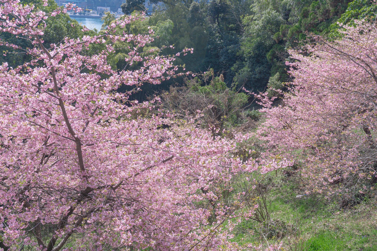 「道路脇の斜面を彩る河津桜」の写真