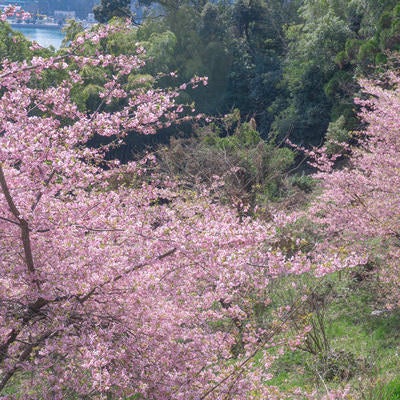 道路脇の斜面を彩る河津桜の写真
