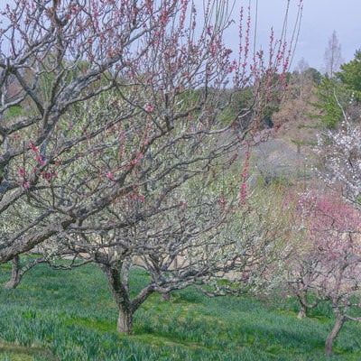 なだらかな斜面に立ち並ぶ花を付けた梅の木の写真