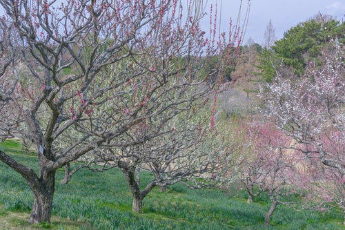 なだらかな斜面に立ち並ぶ花を付けた梅の木の写真