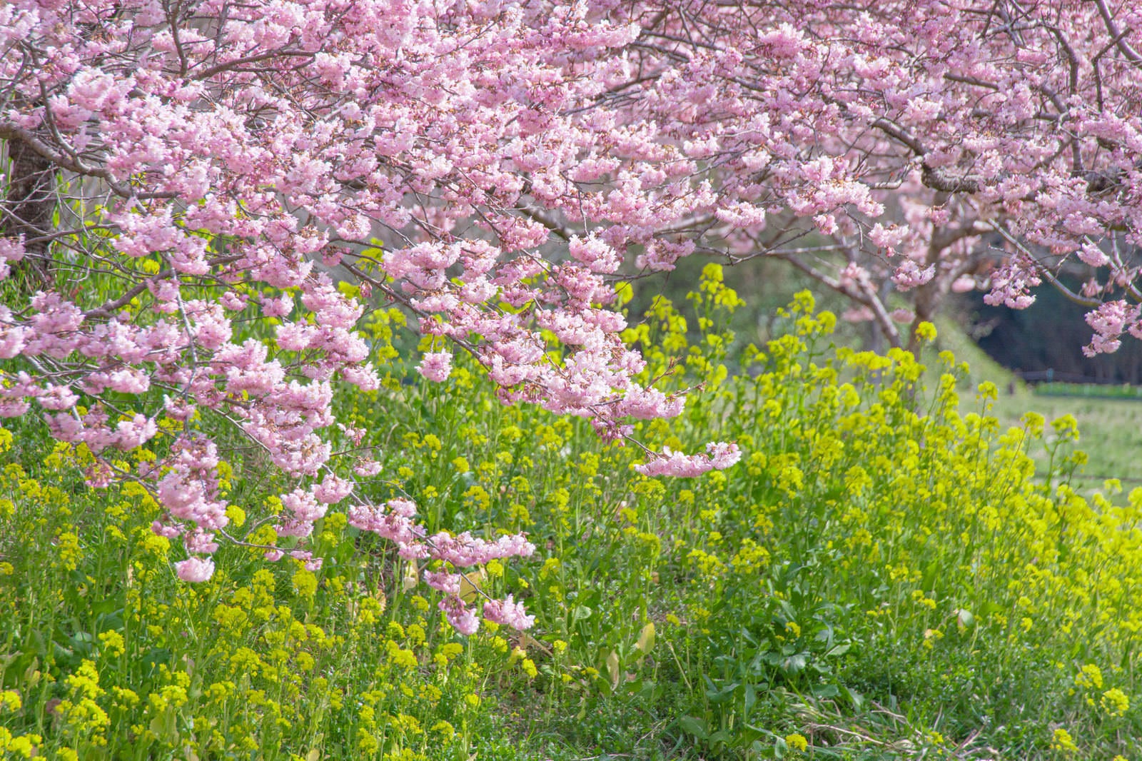 「菜の花と河津桜」の写真