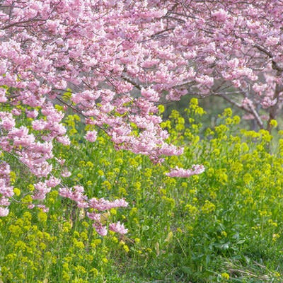 菜の花と河津桜の写真
