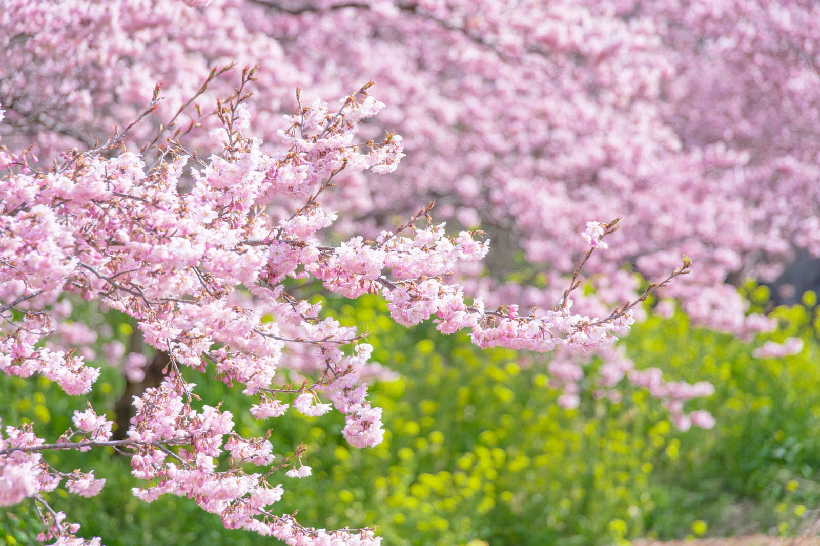 「日の光に輝く満開の河津桜」の写真