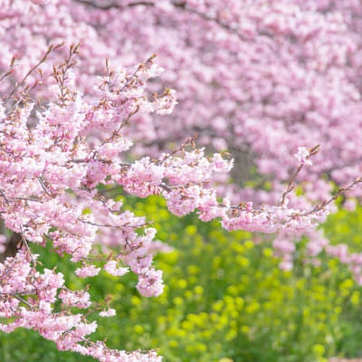 日の光に輝く満開の河津桜の写真