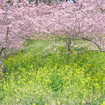 菜の花に足元を彩られて咲き誇る桜の写真