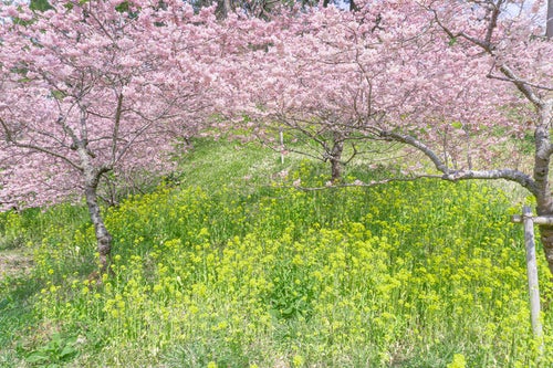 菜の花に足元を彩られて咲き誇る桜の写真
