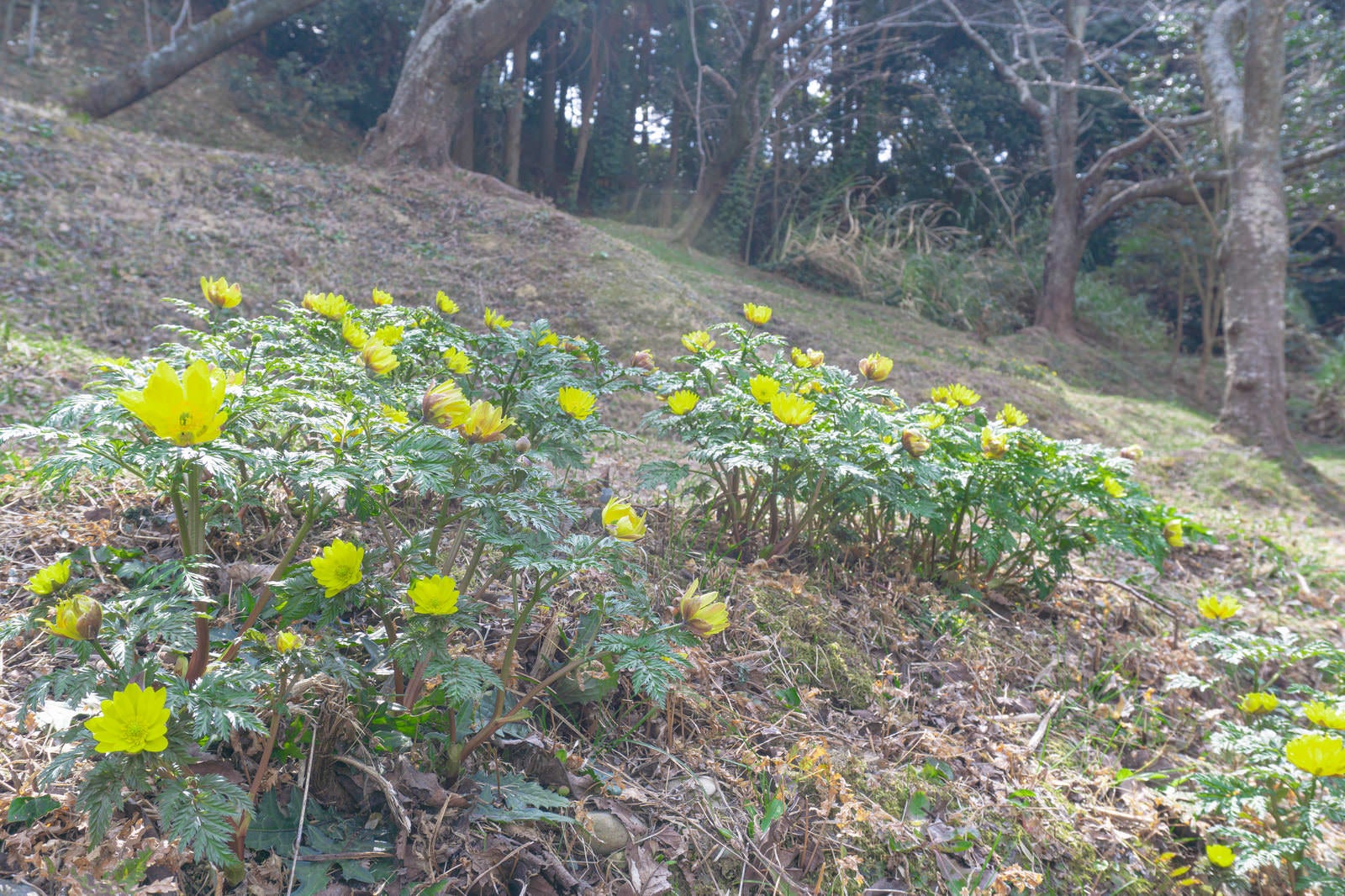 「まだ茶色い斜面に春を届けてくれる福寿草」の写真