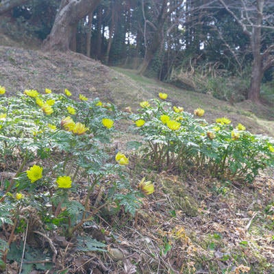 まだ茶色い斜面に春を届けてくれる福寿草の写真