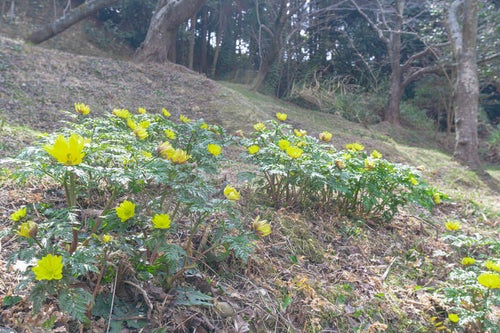 まだ茶色い斜面に春を届けてくれる福寿草の写真