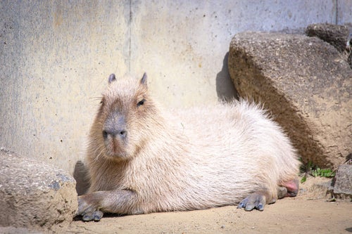 まったりと日向ぼっこ中のカピバラ