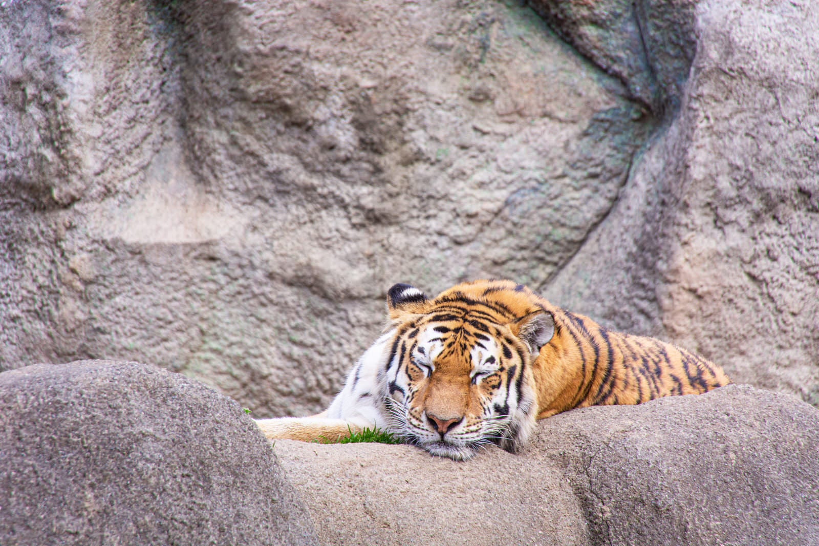 「グースカ横になってお昼寝中のトラ」の写真